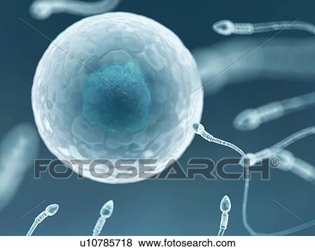 Egg and sperm, artwork View Large Illustration Stock Illustration - Egg and sperm, artwork. Fotosearch