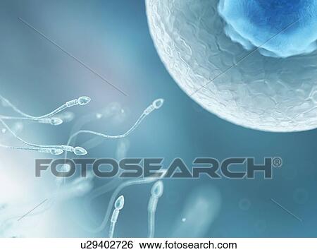 Stock Illustration - Egg and sperm, artwork. Fotosearch