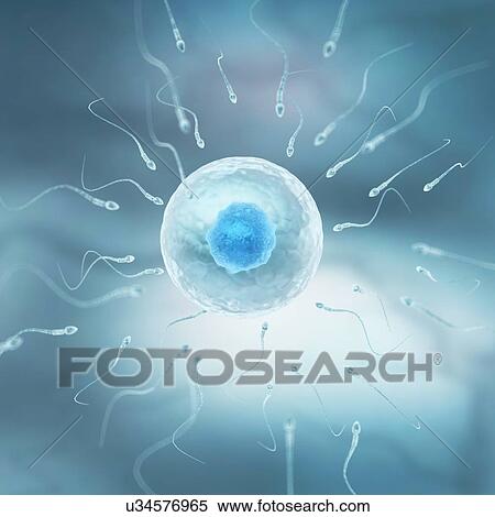 Egg and sperm, artwork View Large Illustration Stock Illustration - Egg and sperm, artwork. Fotosearch