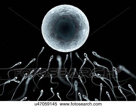 Egg and sperm, artwork View Large Illustration Stock Illustration - Egg and sperm, artwork. Fotosearch