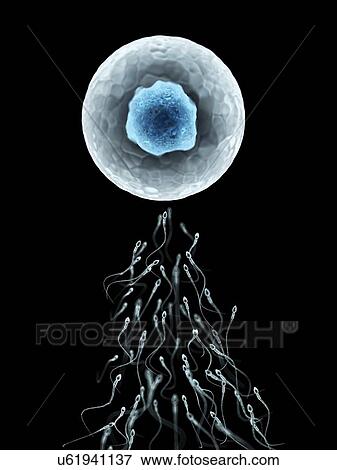 Egg and sperm, artwork View Large Illustration Stock Illustration - Egg and sperm, artwork. Fotosearch