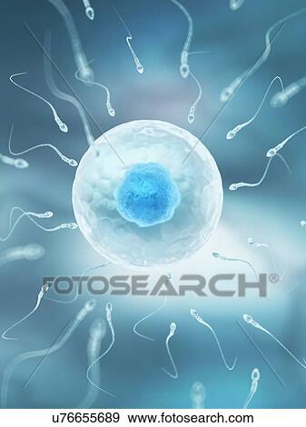 Egg and sperm, artwork View Large Illustration Stock Illustration - Egg and sperm, artwork. Fotosearch