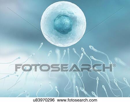 Stock Illustration - Egg and sperm, artwork. Fotosearch