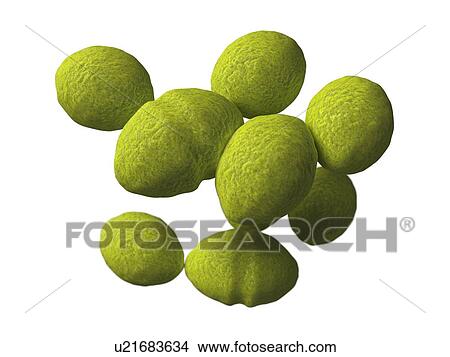 Stock Illustration - Enterococcus, artwork. Fotosearch