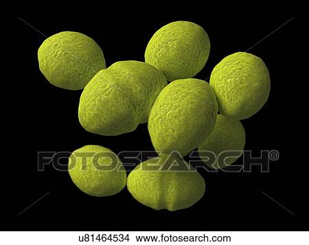 Stock Illustration - Enterococcus, artwork. Fotosearch