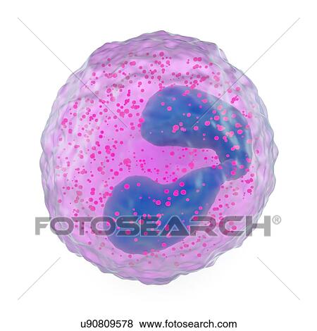 Eosinophil white blood cell, artwork View Large Illustration Stock Illustration - Eosinophil white blood cell, artwork. Fotosearch