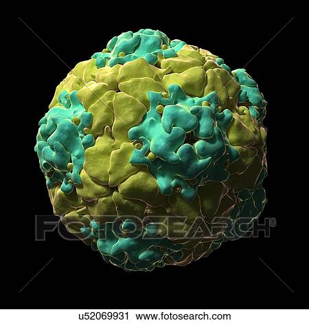 Equine rhinitis A virus, artwork View Large Illustration Clip Art - Equine rhinitis A virus, artwork. Fotosearch