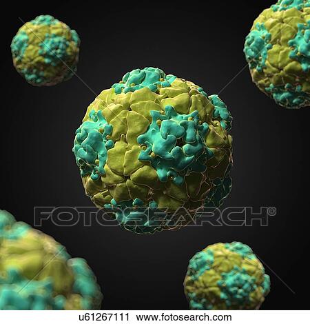 Clip Art - Equine rhinitis A virus, artwork. Fotosearch