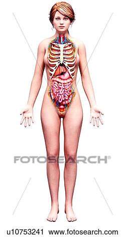 Female anatomy, artwork View Large Illustration Clip Art - Female anatomy, artwork. Fotosearch
