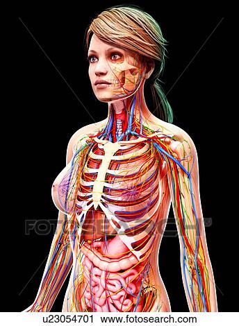 Female anatomy, artwork View Large Illustration Clip Art - Female anatomy, artwork. Fotosearch