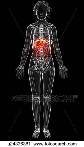 Female anatomy, artwork View Large Illustration Clip Art - Female anatomy, artwork. Fotosearch
