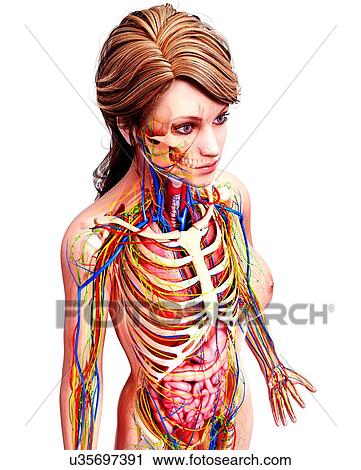 Clip Art - Female anatomy, artwork. Fotosearch