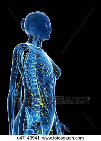 Clip Art - Female anatomy, artwork. Fotosearch