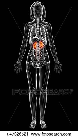 Clip Art - Female anatomy, artwork. Fotosearch