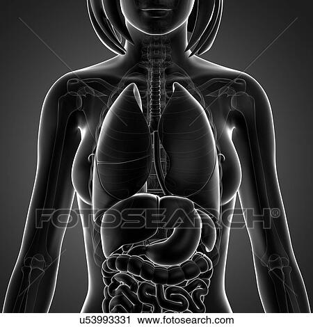 Female anatomy, artwork View Large Illustration Clip Art - Female anatomy, artwork. Fotosearch
