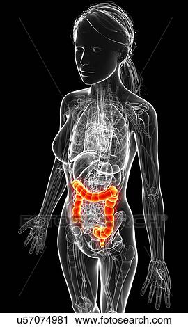 Clip Art - Female anatomy, artwork. Fotosearch