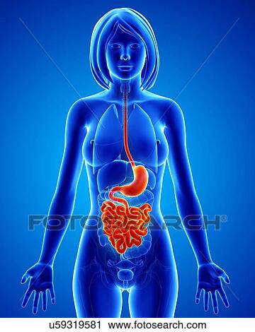 Female anatomy, artwork View Large Illustration Clip Art - Female anatomy, artwork. Fotosearch