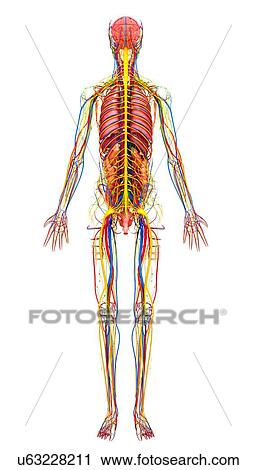 Female anatomy, artwork View Large Illustration Clip Art - Female anatomy, artwork. Fotosearch