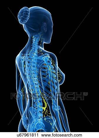 Female anatomy, artwork View Large Illustration Clip Art - Female anatomy, artwork. Fotosearch