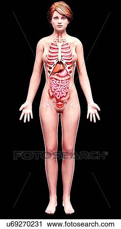 Female anatomy, artwork View Large Illustration Clip Art - Female anatomy, artwork. Fotosearch