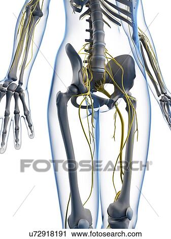 Female anatomy, artwork View Large Illustration Clip Art - Female anatomy, artwork. Fotosearch