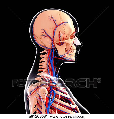 Female anatomy, artwork View Large Illustration Clip Art - Female anatomy, artwork. Fotosearch