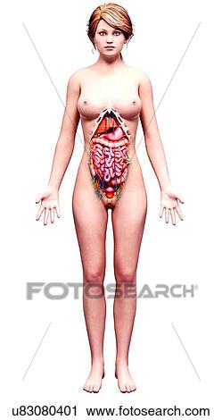 Female anatomy, artwork View Large Illustration Clip Art - Female anatomy, artwork. Fotosearch
