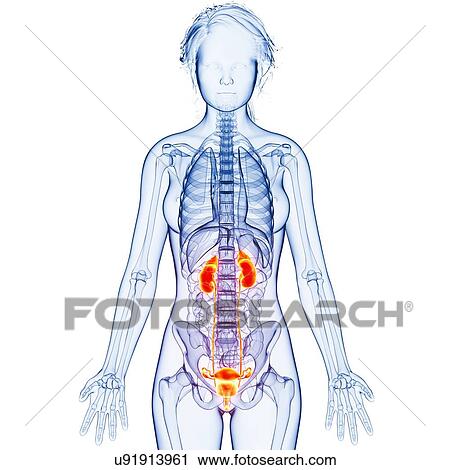Female anatomy, artwork View Large Illustration Clip Art - Female anatomy, artwork. Fotosearch