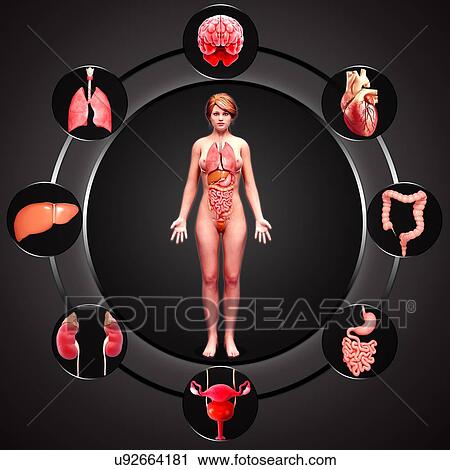Female anatomy, artwork View Large Illustration Clip Art - Female anatomy, artwork. Fotosearch