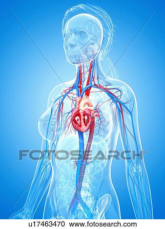 Female anatomy, artwork View Large Illustration Clipart - Female anatomy, artwork. Fotosearch