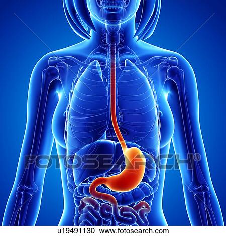 Female anatomy, artwork View Large Illustration Clipart - Female anatomy, artwork. Fotosearch