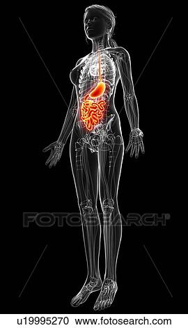 Female anatomy, artwork View Large Illustration Clipart - Female anatomy, artwork. Fotosearch