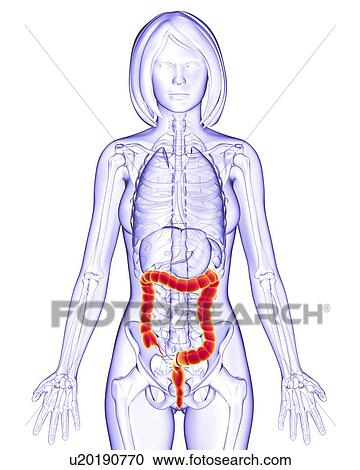 Female anatomy, artwork View Large Illustration Clipart - Female anatomy, artwork. Fotosearch