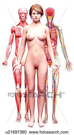 Female anatomy, artwork View Large Illustration Clipart - Female anatomy, artwork. Fotosearch