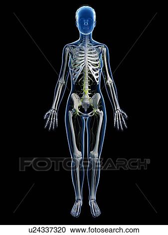Female anatomy, artwork View Large Illustration Clipart - Female anatomy, artwork. Fotosearch