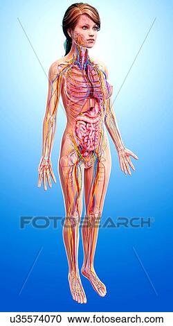 Clipart - Female anatomy, artwork. Fotosearch