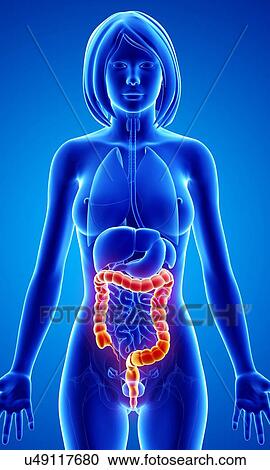 Clipart - Female anatomy, artwork. Fotosearch