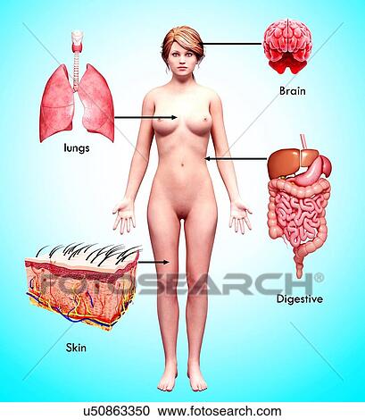 Female anatomy, artwork View Large Illustration Clipart - Female anatomy, artwork. Fotosearch