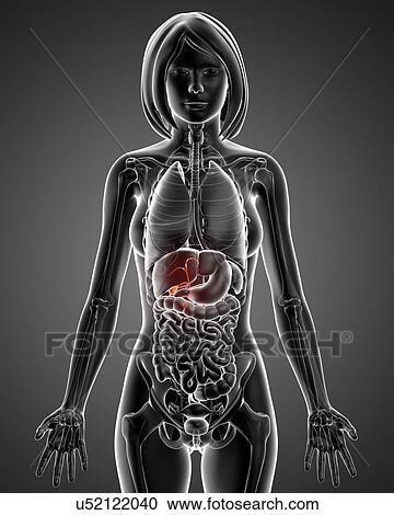 Female anatomy, artwork View Large Illustration Clipart - Female anatomy, artwork. Fotosearch