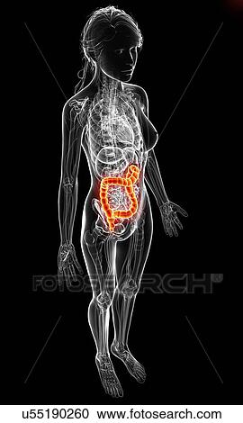 Female anatomy, artwork View Large Illustration Clipart - Female anatomy, artwork. Fotosearch