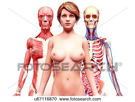Female anatomy, artwork View Large Illustration Clipart - Female anatomy, artwork. Fotosearch