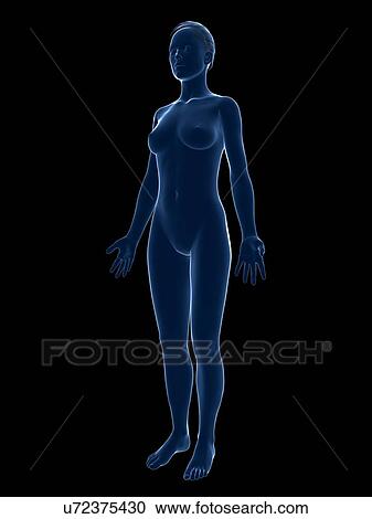 Female anatomy, artwork View Large Illustration Clipart - Female anatomy, artwork. Fotosearch