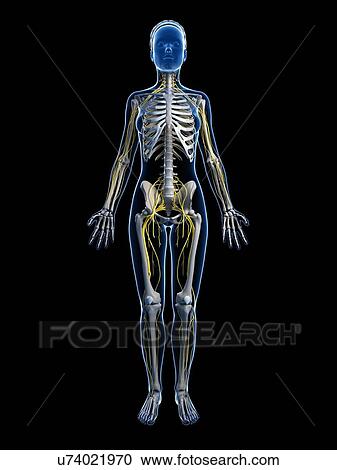 Clipart - Female anatomy, artwork. Fotosearch