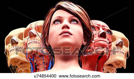 Clipart - Female anatomy, artwork. Fotosearch
