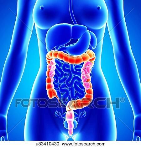 Female anatomy, artwork View Large Illustration Clipart - Female anatomy, artwork. Fotosearch