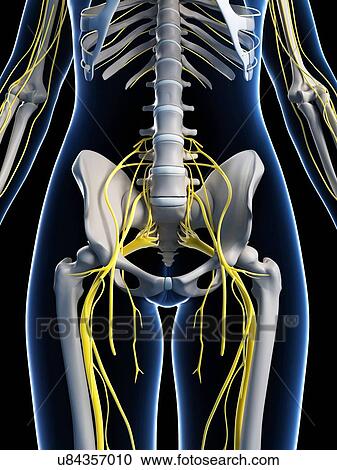 Female anatomy, artwork View Large Illustration Clipart - Female anatomy, artwork. Fotosearch
