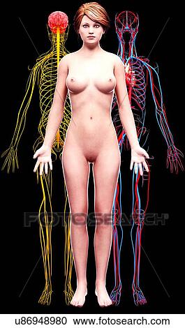 Female anatomy, artwork View Large Illustration Clipart - Female anatomy, artwork. Fotosearch