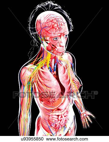 Female anatomy, artwork View Large Illustration Clipart - Female anatomy, artwork. Fotosearch