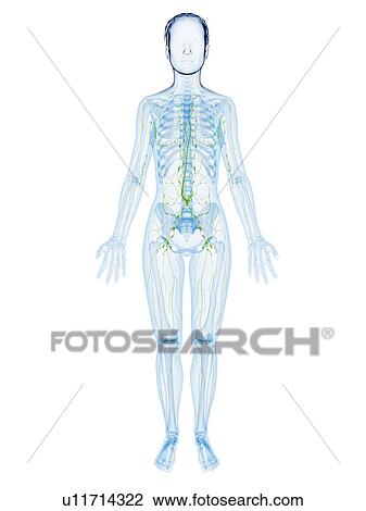 Female anatomy, artwork View Large Illustration Drawing - Female anatomy, artwork. Fotosearch