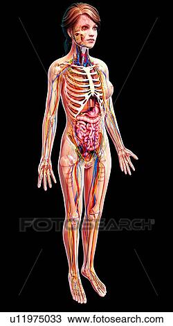 Drawing - Female anatomy, artwork. Fotosearch